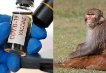 కోతులపై టీకా పరీక్ష.. సానుకూలం