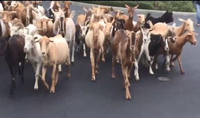 వైరల్ : ఇప్పుడంతా మాదే రాజ్యం